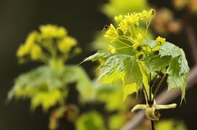 small insect on a yellow flower