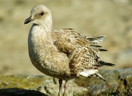 Bird Seagull beige Feathers