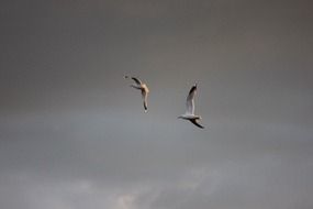 seabirds in the cloudy sky