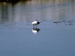 black and white gull is reflected in the water