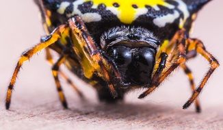 closeup of an yellow spider