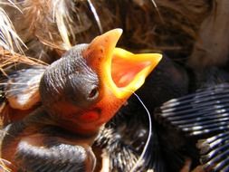 Picture of the Baby Birds