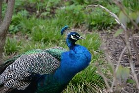 blue peacock at the zoo