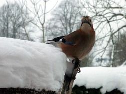 Jay bird at winter