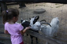 little girl feeds goats in a zoo