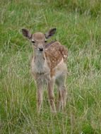 young european deer in high grass