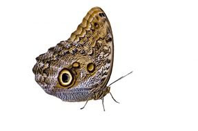 owl butterfly