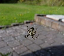 spider hangs on web close-up on blurred background