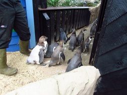 penguins in the household yard