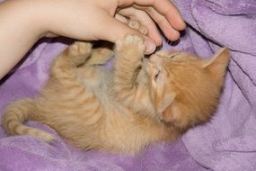 kitten playing with the human hand on the bed