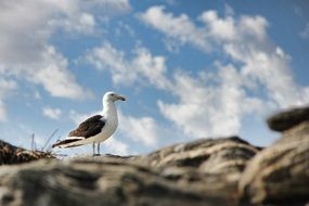 wild seagull on the blue sky background