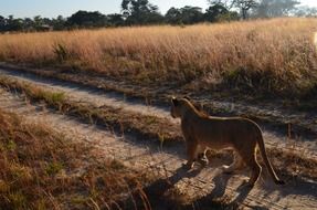 lion walking on the country road