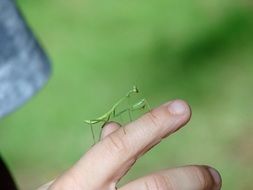 green mantis on a finger close-up