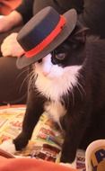 Hat on a Cat's head