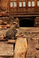 Iranian Old cat