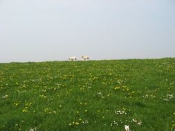 Sheep on the field with Daisies