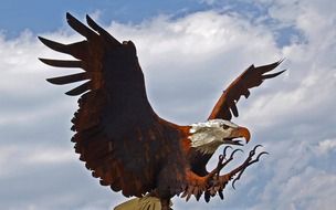 white-headed eagle with sharp claws