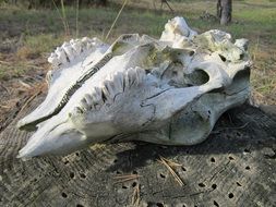 weathered skull on the stump