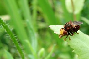 tiny fly on green leaf close up