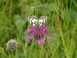 Butterfly On A Thistle Kent flower in England