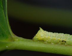 green caterpillar on a stalk close-up on blurred background