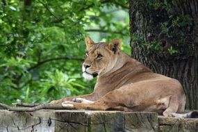 gorgeous Lioness