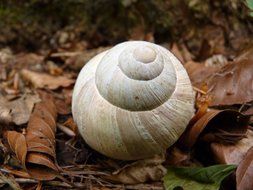 white snail shell on the leaves