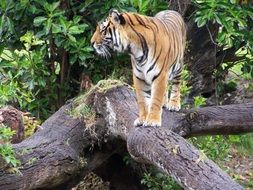 tiger in a natural environment among trees
