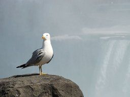 seagull stands on a stone in the fog