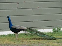 peacock on the ground near the wall