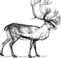 black and white graphic image of a reindeer in detail