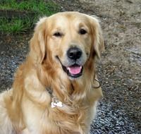 beautiful friendly golden retriever
