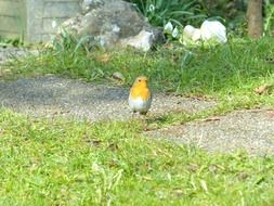 songbird with yellow breast