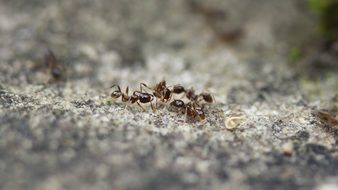 Close-Up picture of ant Insects