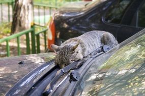 the cat is sleeping in the yard
