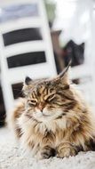 persian cat resting