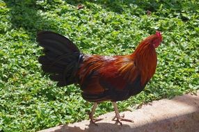 beautiful and cute Chicken Hen