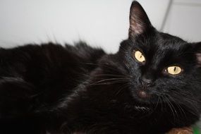 stunningly beautiful Black Cat