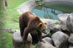 brown bear by the pool at the zoo