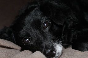 black dog lies on the bedspread