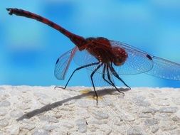 dragonfly with transparent wings on the background of the sea