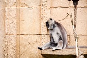 Hulman-Langur Monkey