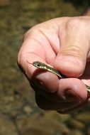 Garter Snake in hand close-up