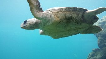 Turtle in the water