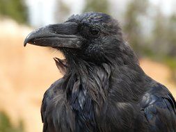 black raven close up