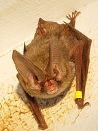 photo portrait of a brown bat