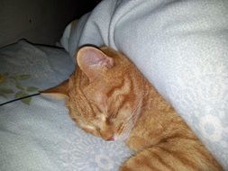 red cat is sleeping