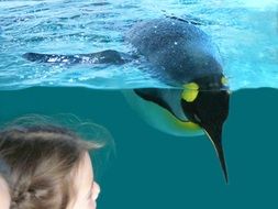 penguin dives into the water