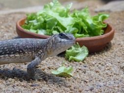 portrait of lizard in terrarium