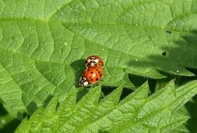 Ladybug mate